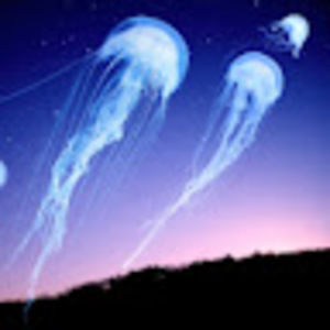 Meet your Posher, Aidan